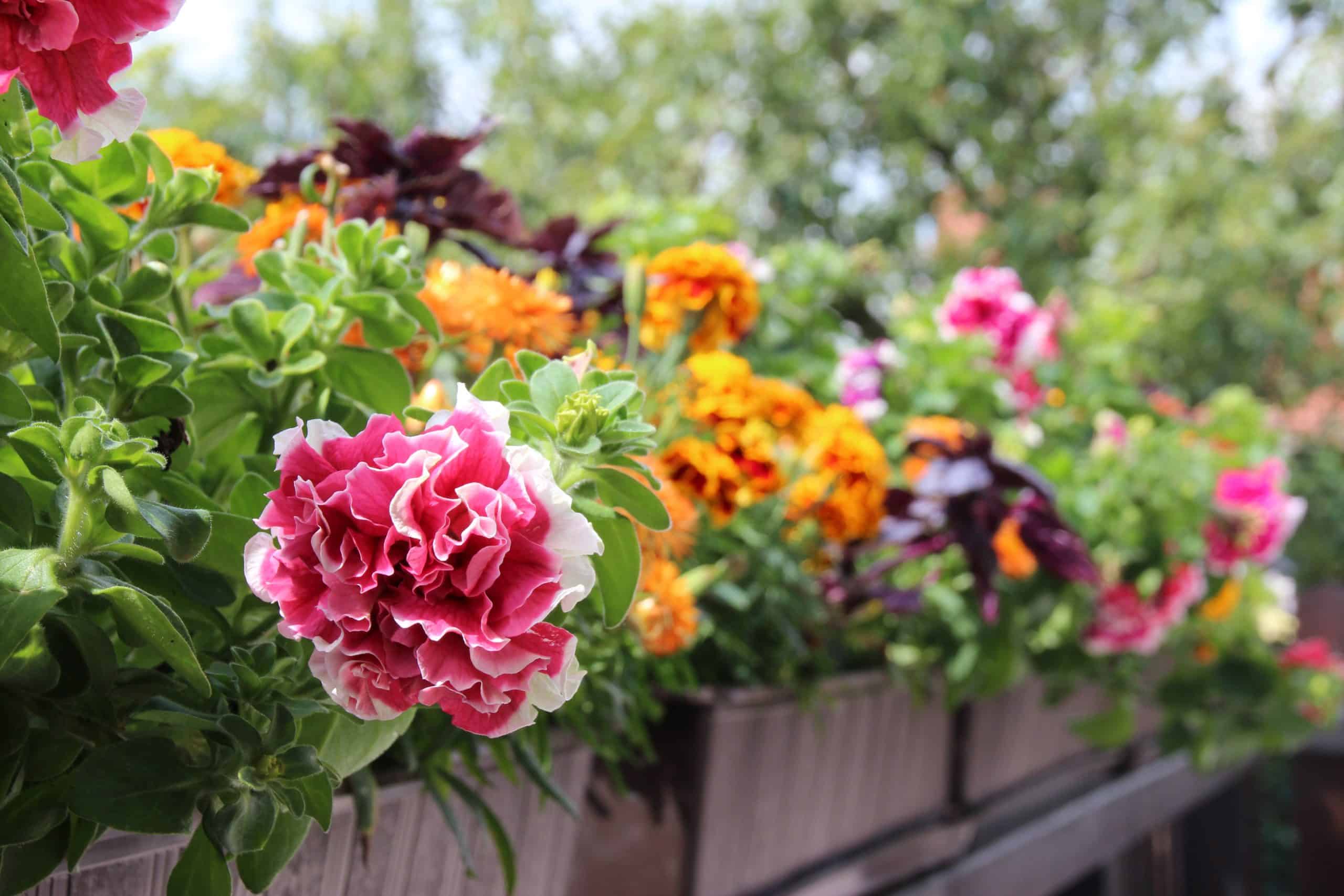 piante da piantare per decorare il balcone